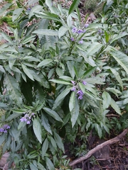 Solanum nitidum