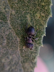 Cephalotes pusillus