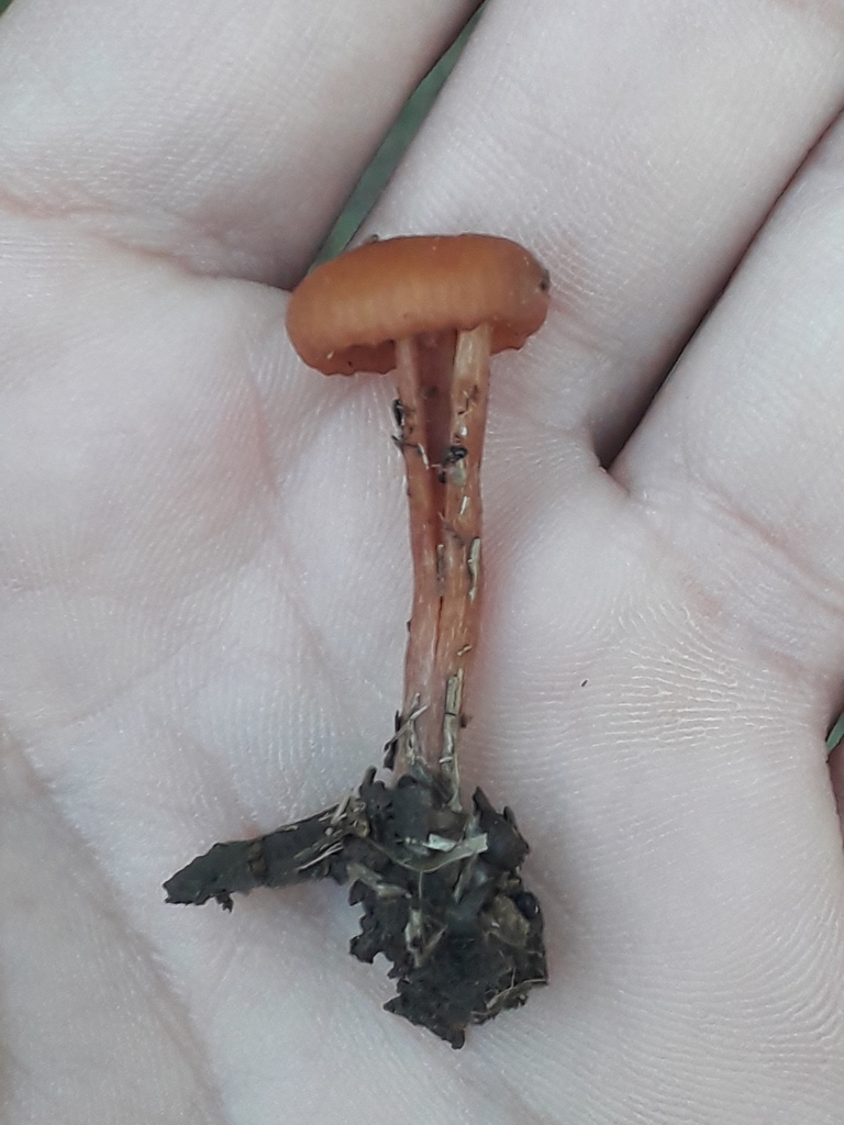 Laccaria laccata · April 2022 · photo: © elbeltrocco (iNaturalist, cc-by)