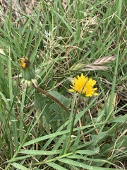 Taraxacum officinale