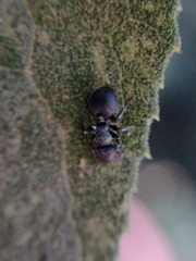 Cephalotes pusillus