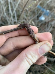 Rabdophaga salicistriticoides