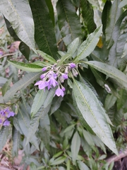 Solanum nitidum