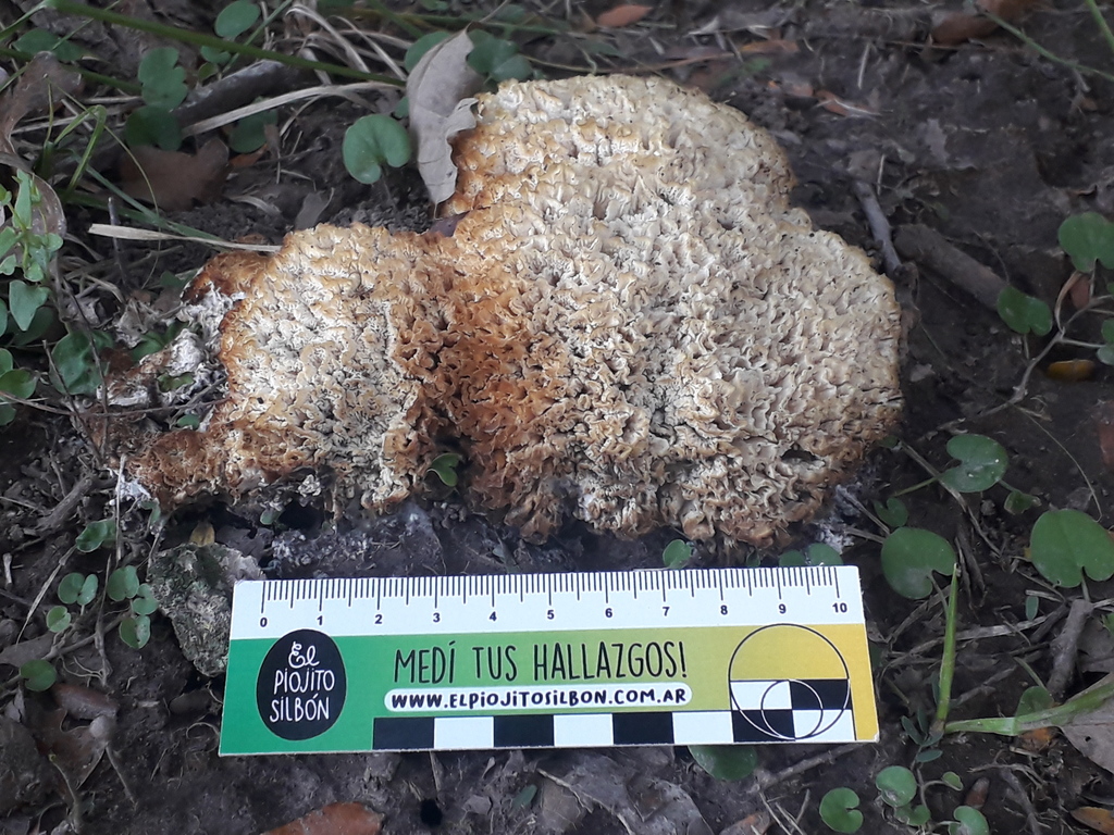 Irpex rosettiformis · April 2022 · photo: © elbeltrocco (iNaturalist, cc-by)
