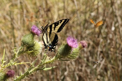 iNaturalist observation photo of Western Tiger Swallowtail