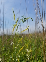 Melilotus officinalis