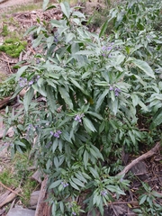 Solanum nitidum