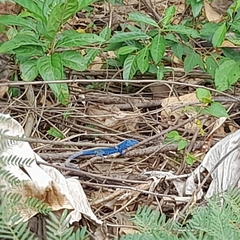 Cnemidophorus espeuti