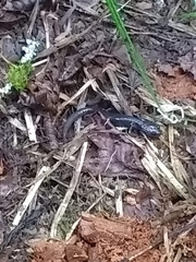 Plethodon metcalfi