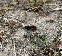 Sphecodes albilabris