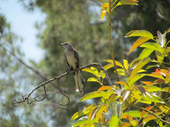 Mimus polyglottos