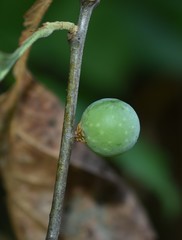 Amphibolips melanocera