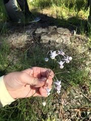 Asclepias cinerea