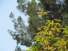 Mimus polyglottos