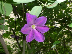 Clematis