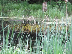 Ranunculus flabellaris