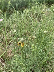 Ratibida columnifera