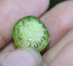 Amphibolips melanocera