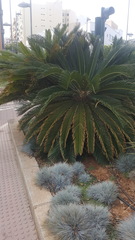 Cycas revoluta
