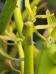 Homalodisca