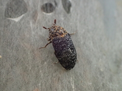 Dermestes undulatus