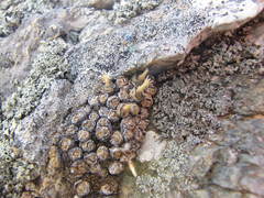 Conophytum uviforme uviforme