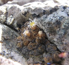 Conophytum uviforme uviforme