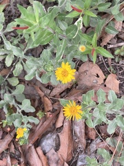 Heterotheca mucronata