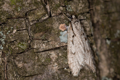 Semioscopis avellanella