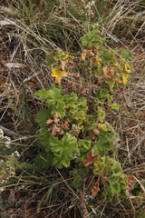 Pelargonium vitifolium