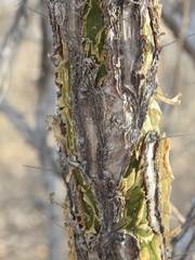 Fouquieria macdougalii