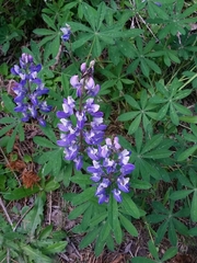 Lupinus arcticus
