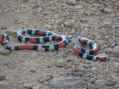 Micrurus ibiboboca