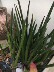 Sansevieria cylindrica