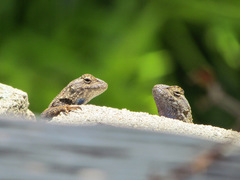 Sceloporus occidentalis