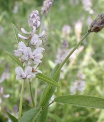 Orbexilum pedunculatum