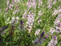 Orbexilum pedunculatum