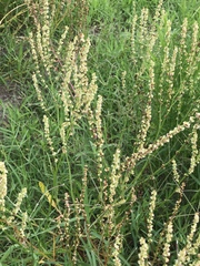 Rumex hastatulus