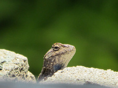 Sceloporus occidentalis