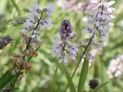 Orbexilum pedunculatum