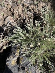 Antennaria stenophylla