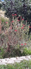 Argyranthemum