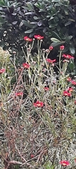 Argyranthemum
