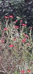 Argyranthemum