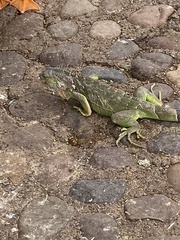Iguana iguana