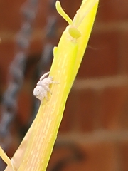 Araneae
