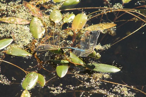 iNaturalist observation photo of Common Green Darner