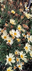 Argyranthemum frutescens