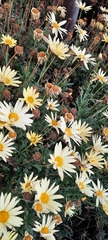 Argyranthemum frutescens