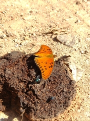 Dione vanillae maculosa